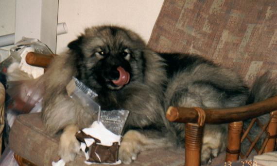 Belle the Timtam thief