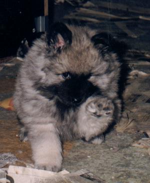 Holly