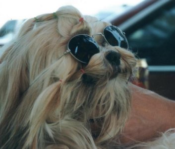 Im so cool I gotta have shades!