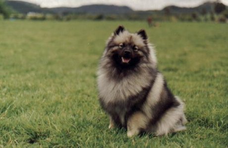 The Beautiful Keeshond