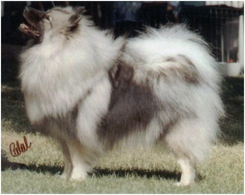 Aust Ch Rymiska Lucinda