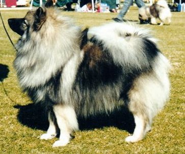 Nova