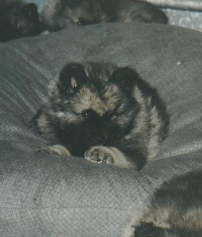 Getting comfy