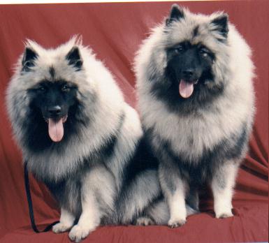 Rocky & Belle as puppies