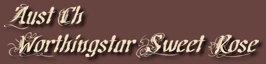 Aust Ch Worthingstar Sweet Rose